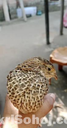 কোয়েল পাখি